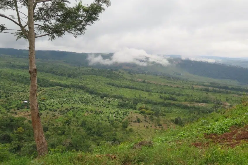 Sierra de Bahoruco National Park Visitors Guide Overlooking sweeping green valley of the cloud forest in Sierra de Bahoruco National Park