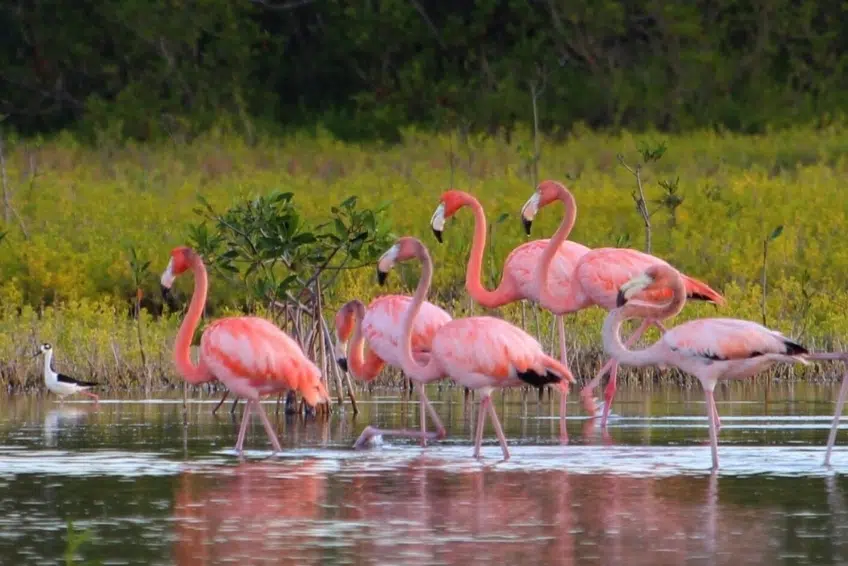 Pink flamingos feeding in shallow mangrove wetland at Laguna de Oviedo