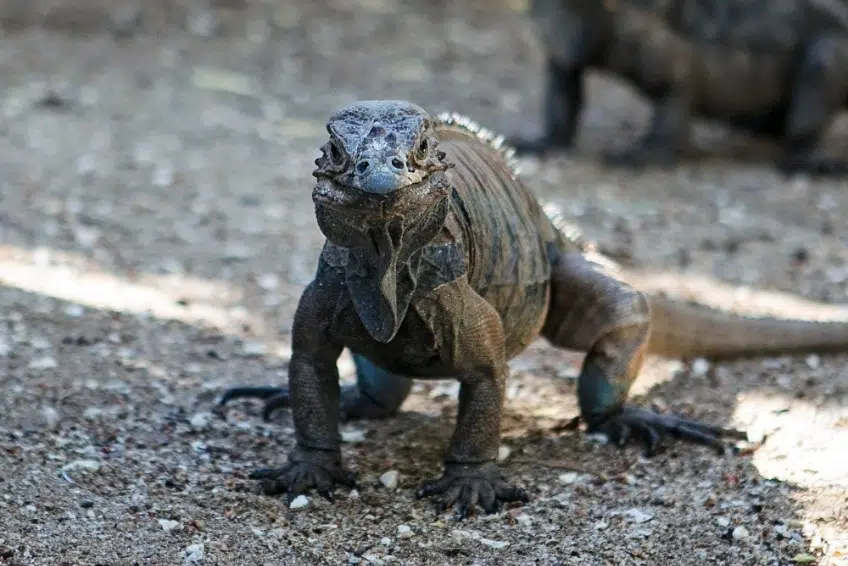 Rhinoceros Iguanas on Cayo Iguana in Laguna de Oviedo