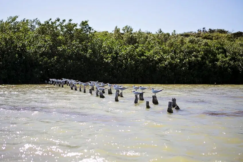Seabirds lined up on wooden posts in Laguna de Oviedo