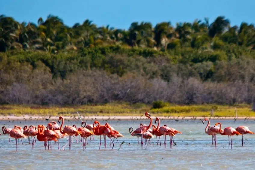 Flock of pink flamingos wading in shallow lagoon at Laguna de Oviedo