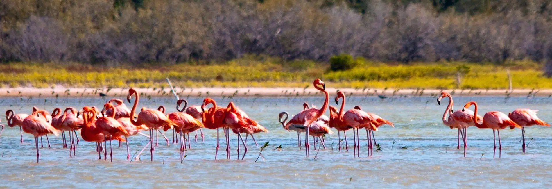 Flock of American Flamingos wading in Jaragua National Park lagoon