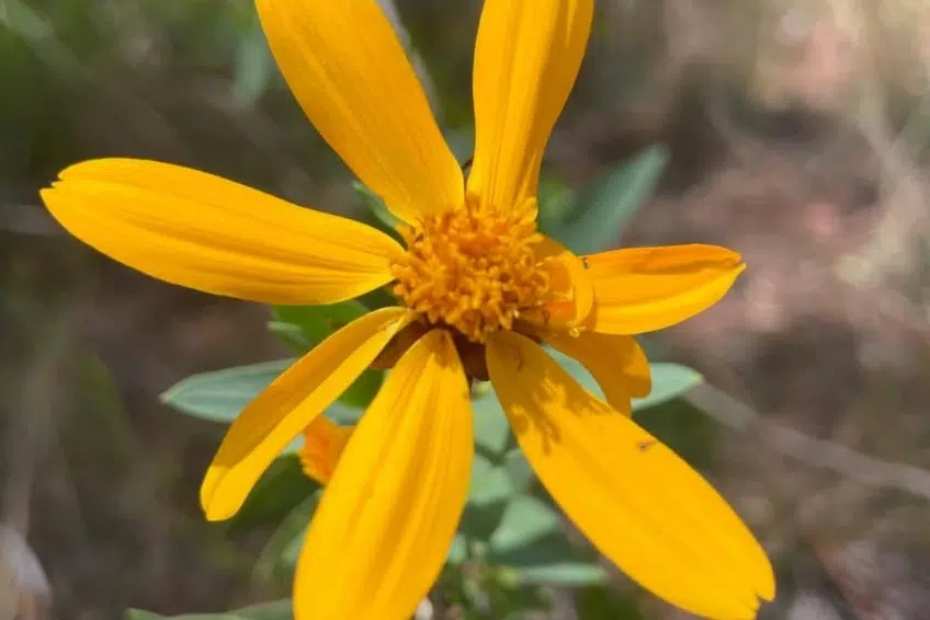 Yellow flower on trail at Hoyo de Pelempito