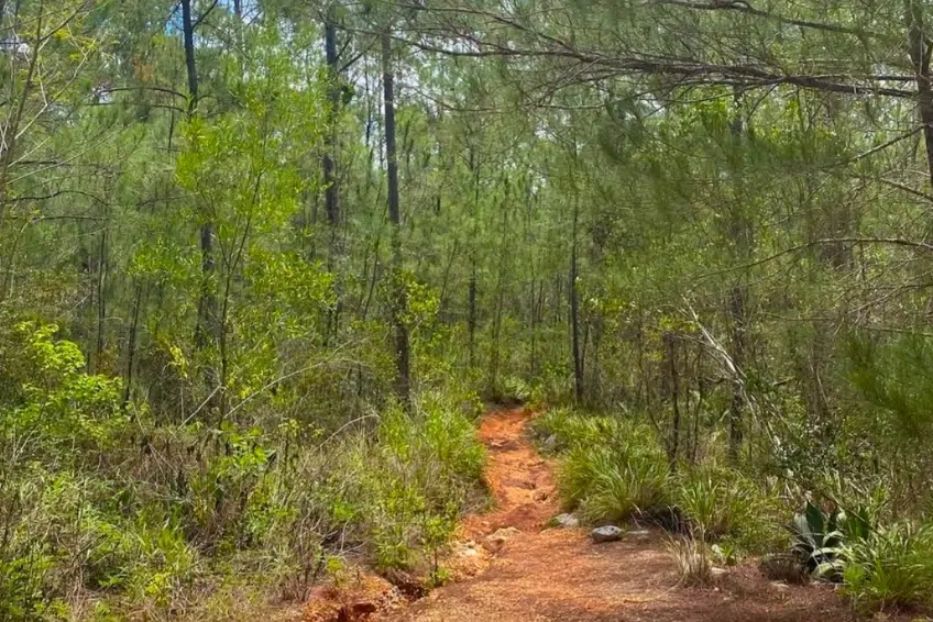 Narrow red dirt hiking trail winding through Hoyo de Pelempito pine forest