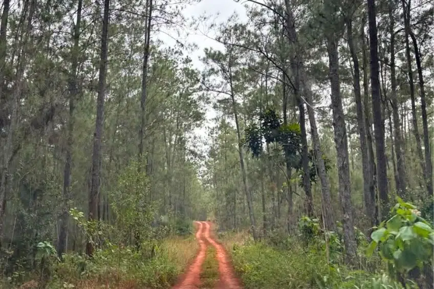 Misty red dirt road through Hoyo de Pelempito pine forest