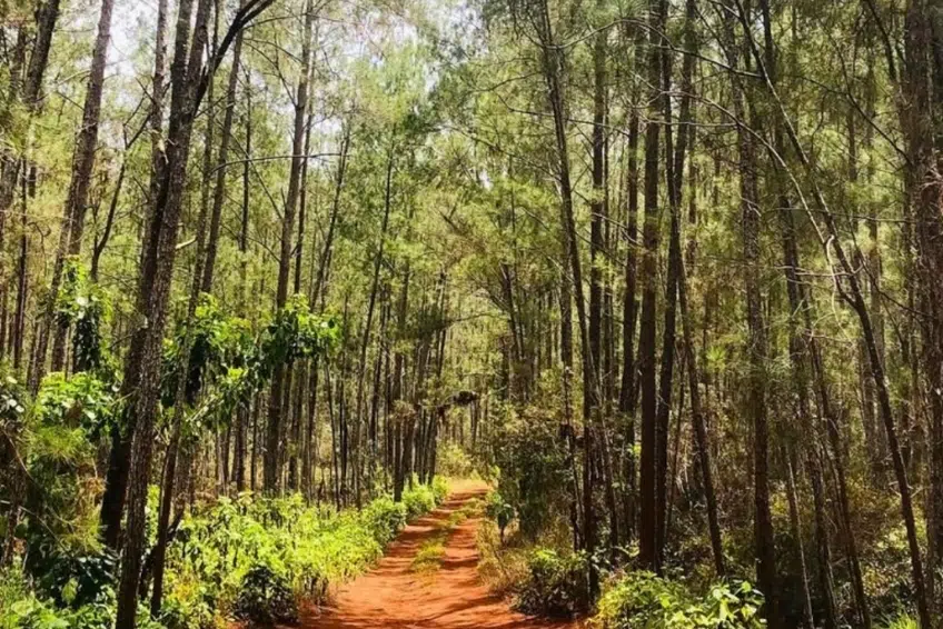 Red dirt trail winding through tall Hispaniolan pine forest in Hoyo de Pelempito