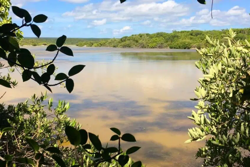 Calm Laguna de Oviedo framed by mangrove leaves reflecting cloudy sky