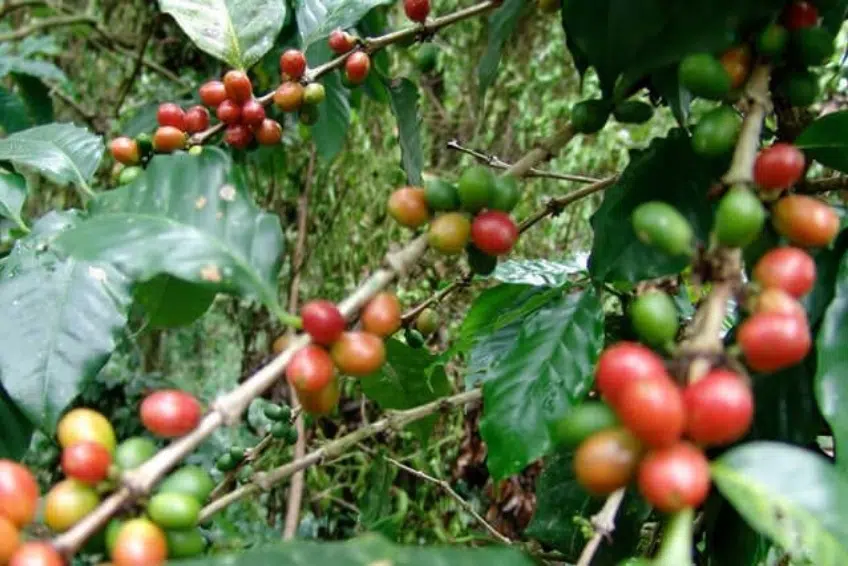 Red and green coffee cherries ripening on branch