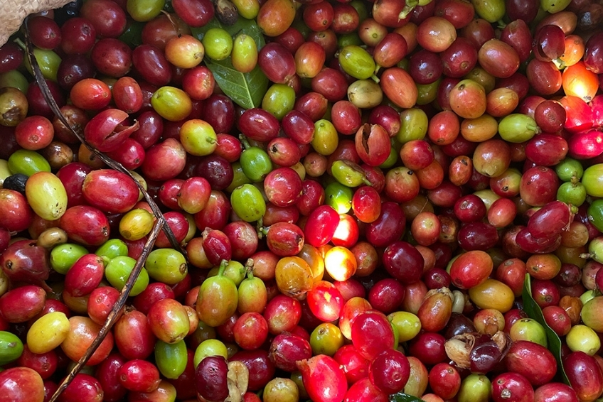 Things To Do in Sierra de Bahoruco - Polo Coffee Tour