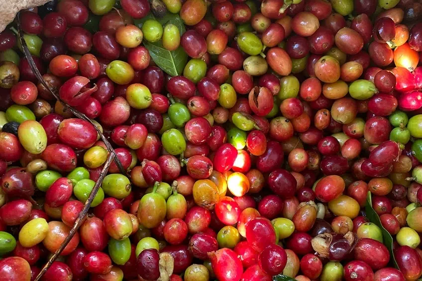 Freshly harvested red and green coffee cherries on Polo Coffee Tour