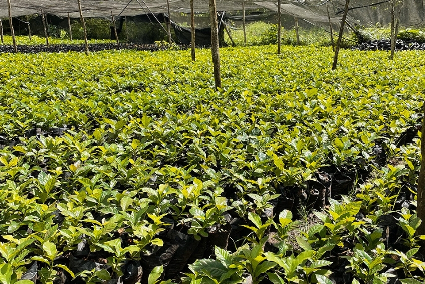 Things To Do in Sierra de Bahoruco - Polo Coffee Tour