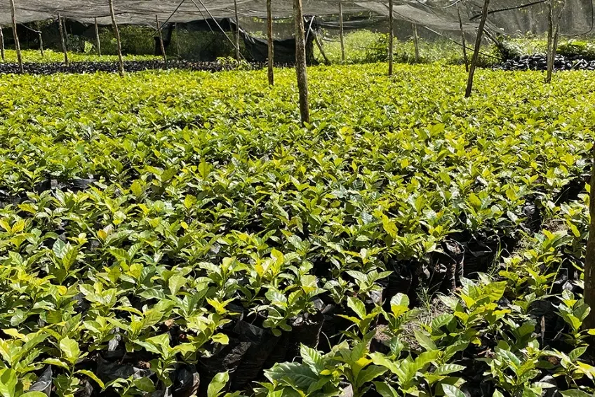 Rows of young coffee seedlings growing in shaded nursery on Polo Coffee Tour
