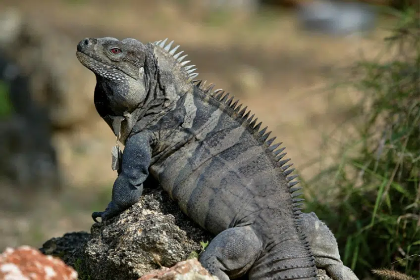 Iiguana sunning on rocky outcrop in Sierra de Bahoruco National Park