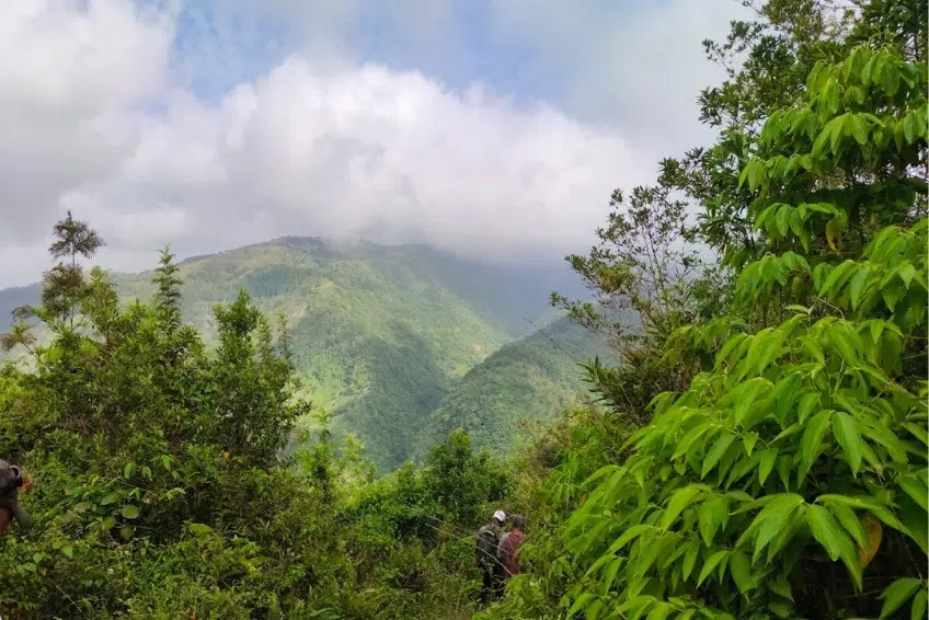Hikers trekking through dense cloud forest with misty mountain views in Sierra de Bahoruco National Park