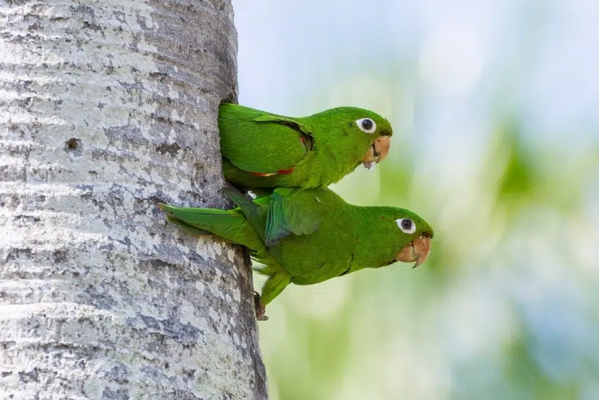 Green Hispaniolan parakeets perched on tree trunk in Sierra de Bahoruco National Park