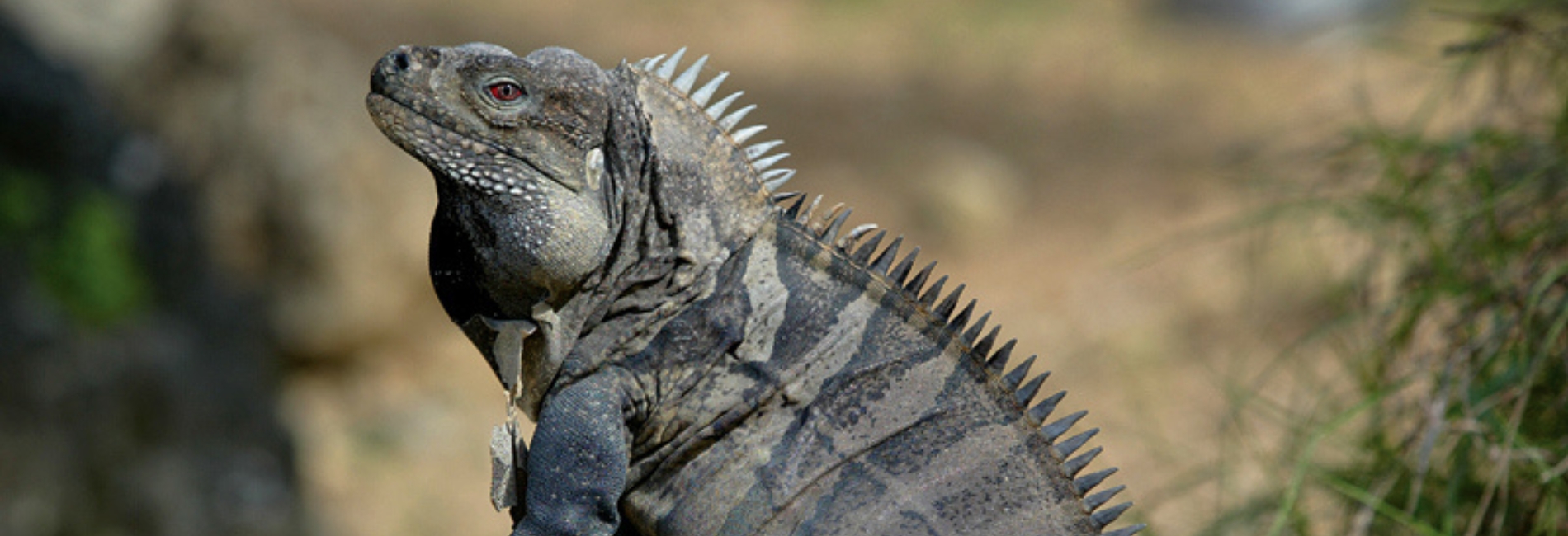 Sierra de Bahoruco National Park Visitors Guide