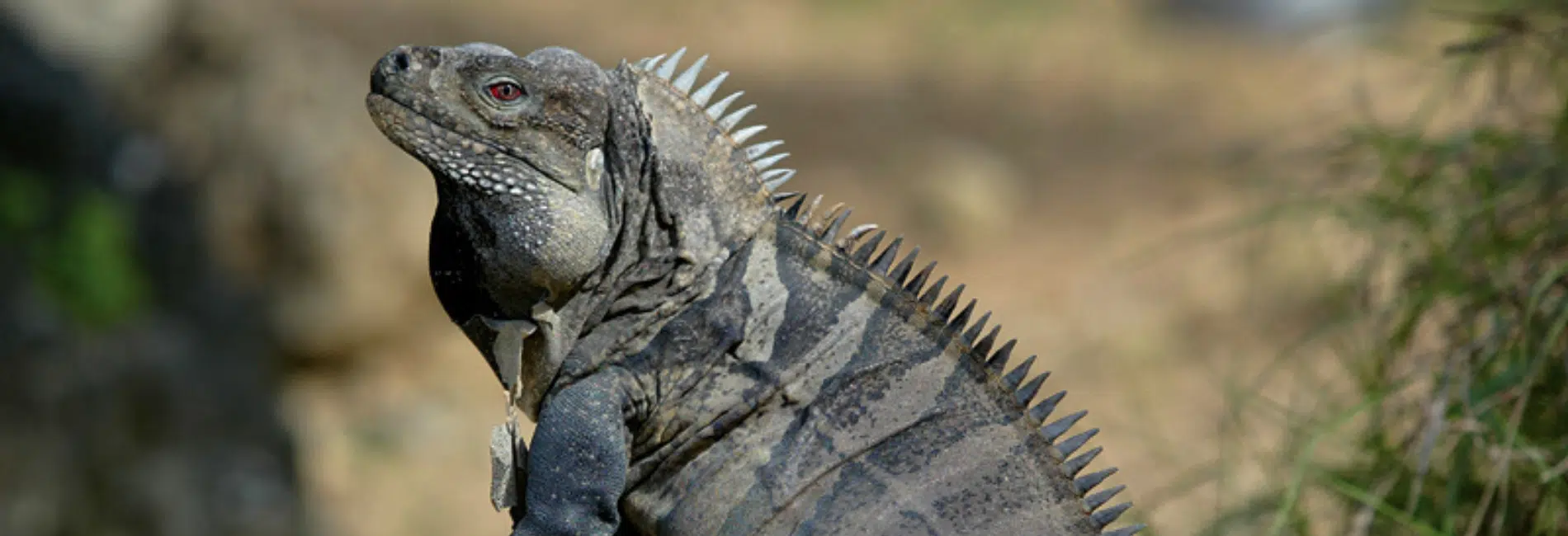 Sierra de Bahoruco National Park Visitors Guide