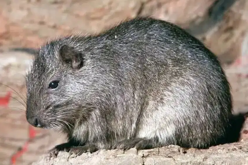 Hispaniolan solenodon in Sierra de Bahoruco National Park