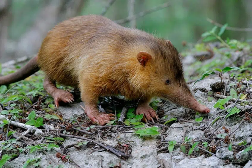 Hispaniolan hutia foraging on rocky limestone ground in Sierra de Bahoruco