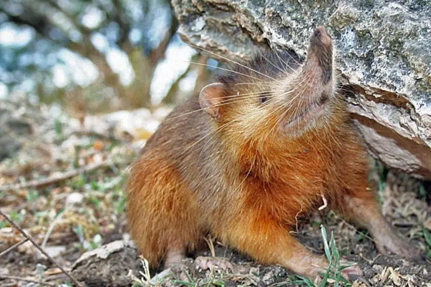 Hispaniolan hutia sheltering beside rocky outcrop in Sierra de Bahoruco