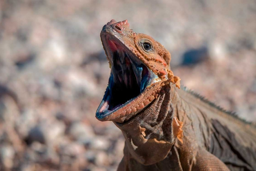 Things To Do in Sierra de Bahoruco - Wildlife Spotting