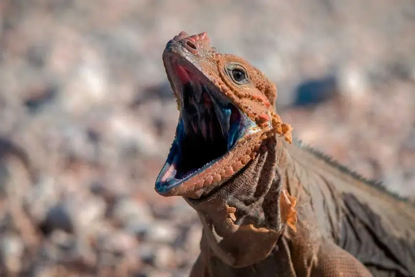 Rhinoceros iguana with mouth wide open