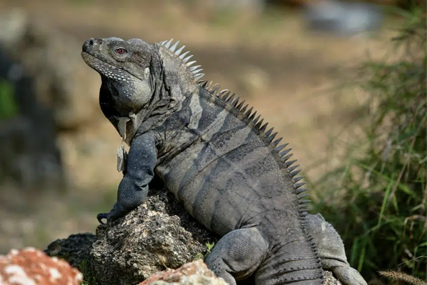 Rhinoceros iguana perched upright on rock in sunlight in Sierra de Bahoruco
