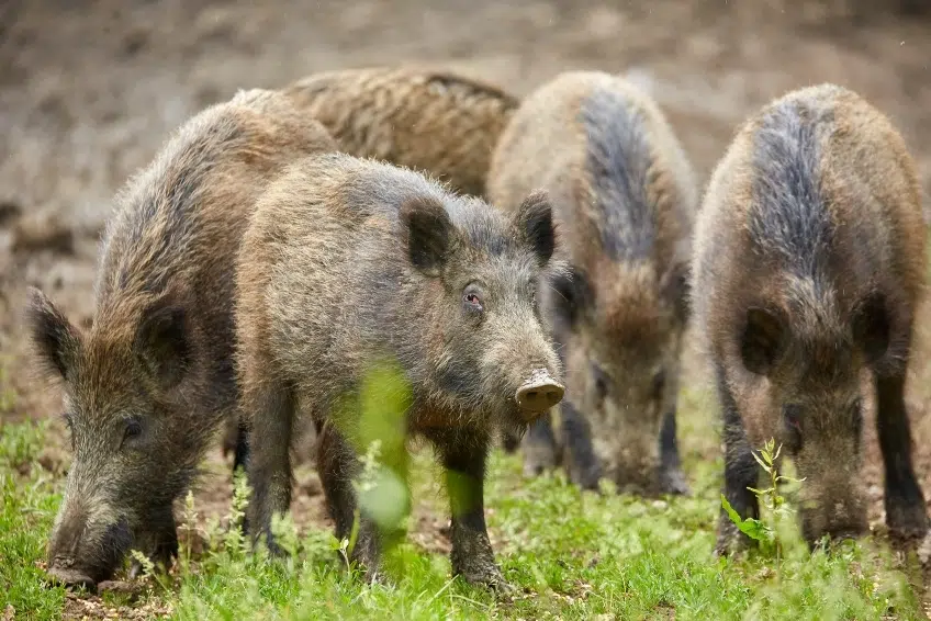 Group of feral pigs rooting in Hoyo de Pelempito