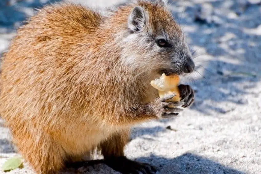 Hispaniolan Hutia holding and eating food in Hoyo de Pelempito