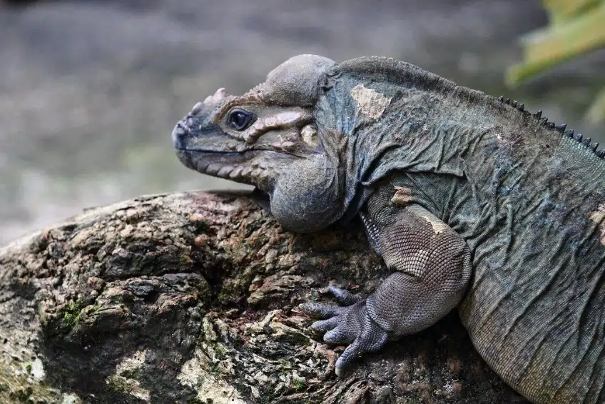 Rhinoceros Iguana basking on a mossy rock