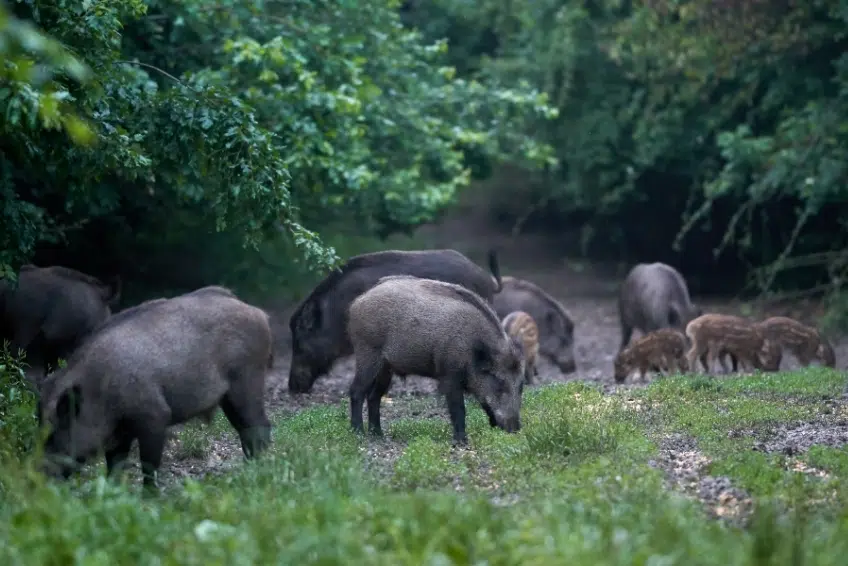 Herd of feral wild boar with piglets foraging in forest in Hoyo de Pelempito