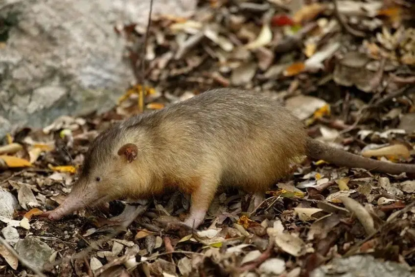 Hispaniolan Solenodon foraging through dry leaves in Hoyo de Pelempito