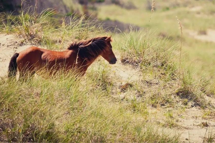 Wild horse roaming at Hoyo de Pelempito