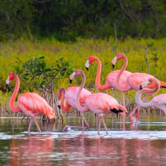 American flamingos wading in Laguna de Oviedo waters