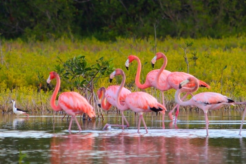 American flamingos wading in Laguna de Oviedo waters