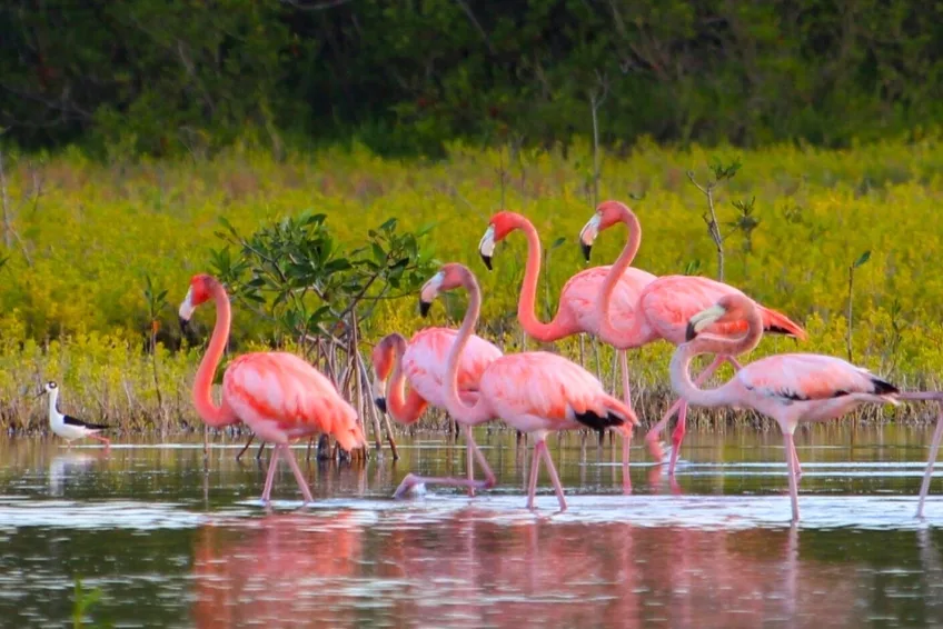 American flamingos wading in Laguna de Oviedo waters